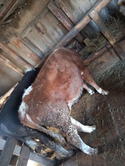 Продам бычков  годовалые