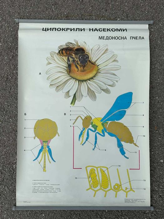 Соц Учебни Плакати Постери Биология