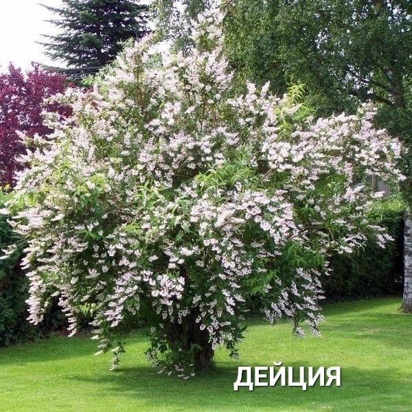 Цветы Сад Огород