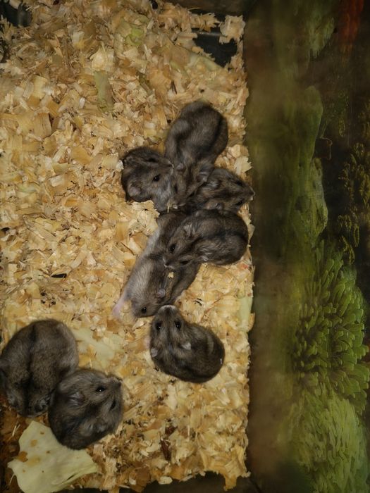 Джунгарские хомяки