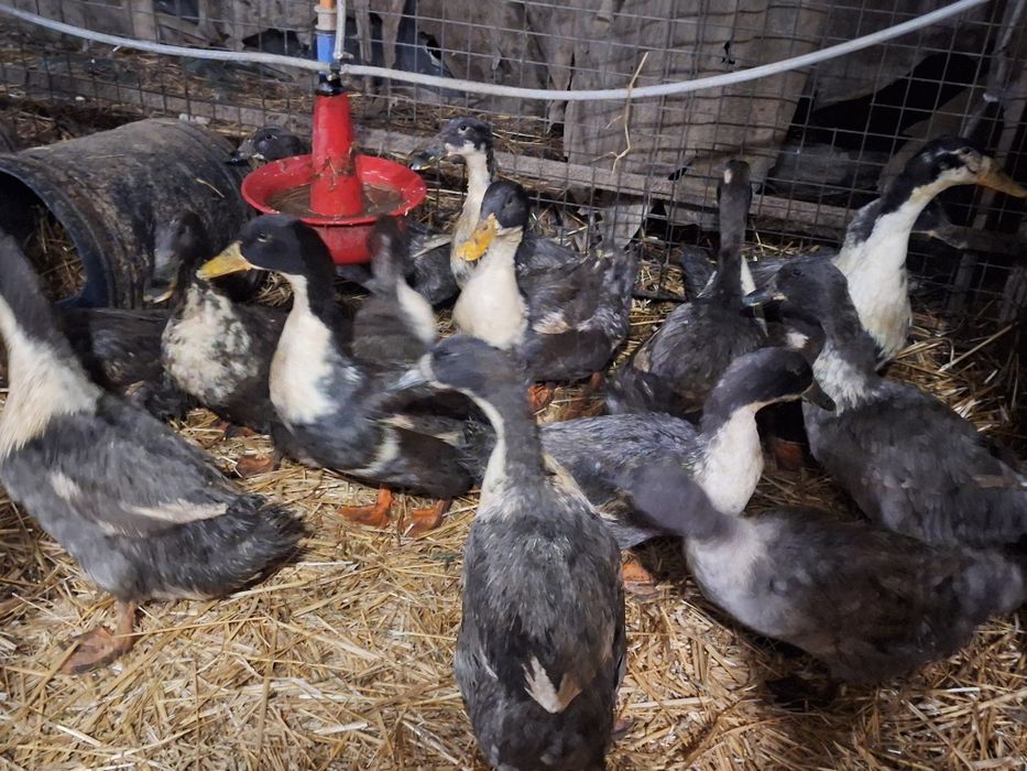 Vind pui de rata panorama de o zi