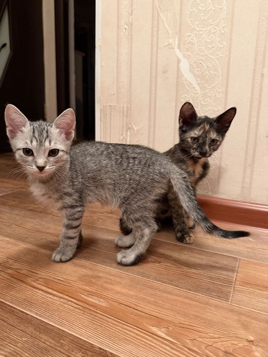 Отдам котят в хорошие руки!