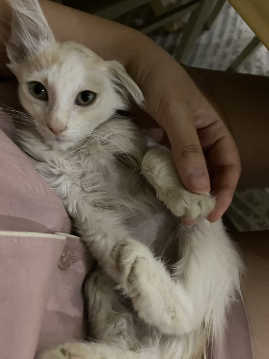 отдам бесплатно в хорошие руки