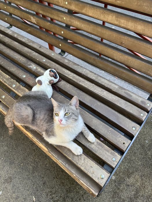 Отдам даром молодого котика