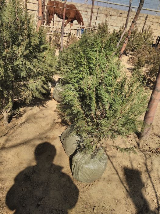 Хвойные растения и конский навоз