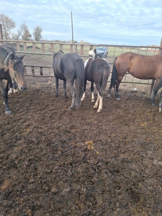 Продам кабыл 600000 тенге