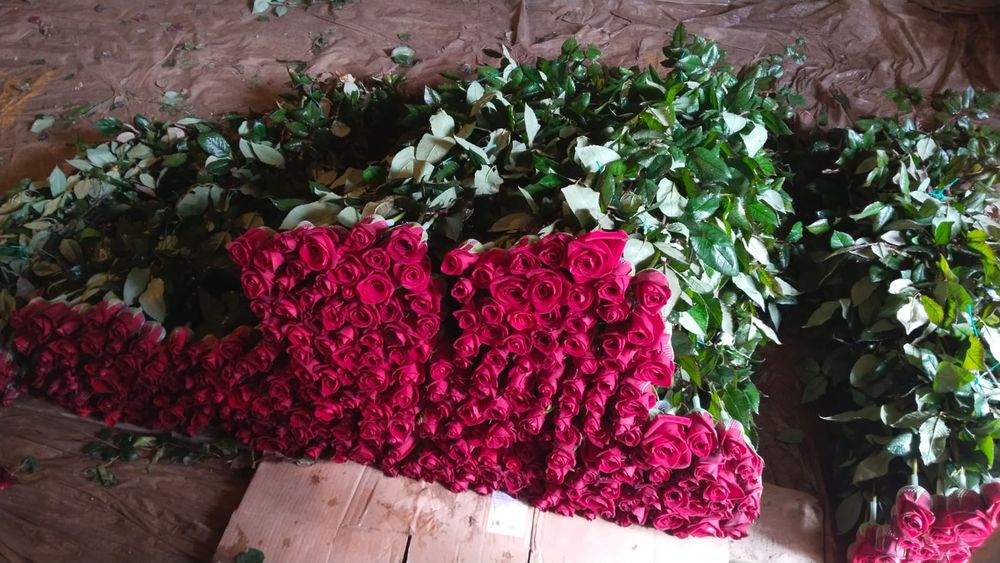 Роза местный оптом!