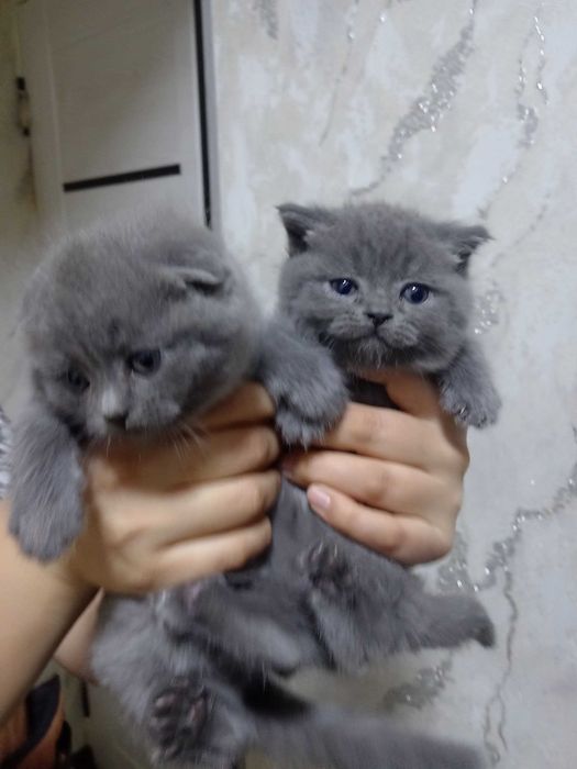 Skotish fold va strayt