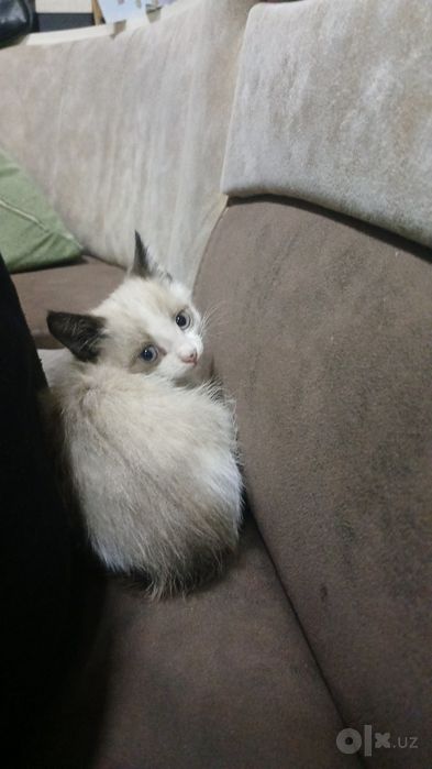 Пристраиваются котята .
