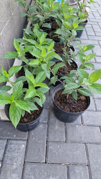 Метельчатые гортензии