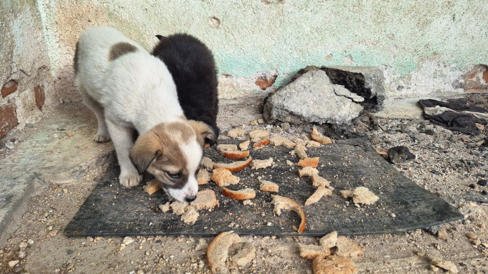 Подаряват се 5 броя малки кученца.