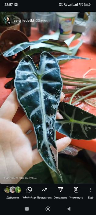 Продам клубни бамбины вариегатной