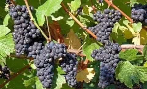 Struguri de vin