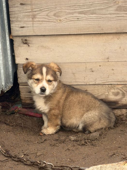 Продам двое щенков