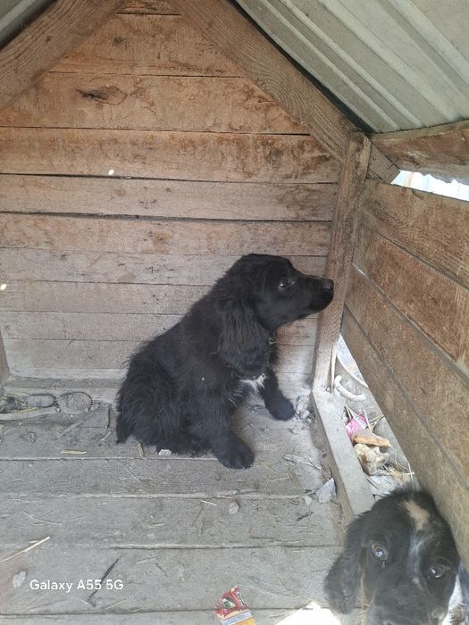 Охотничий собака