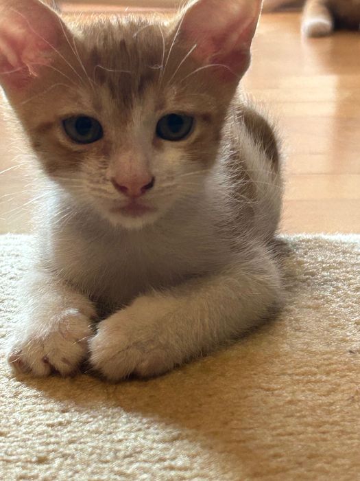 Adopții pisicute