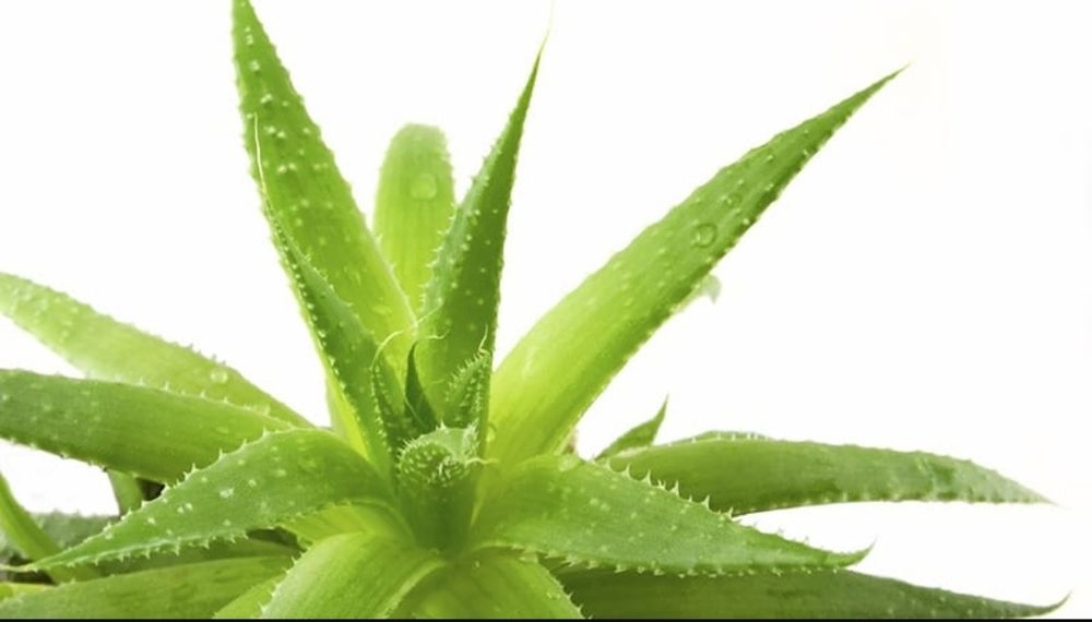 Отростки Алоэ Вера