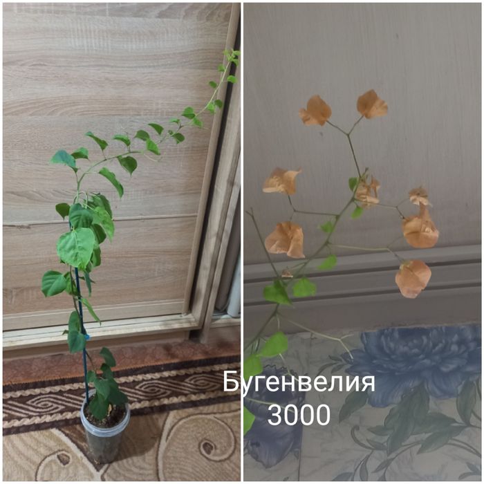 Продам комнатные цветочки