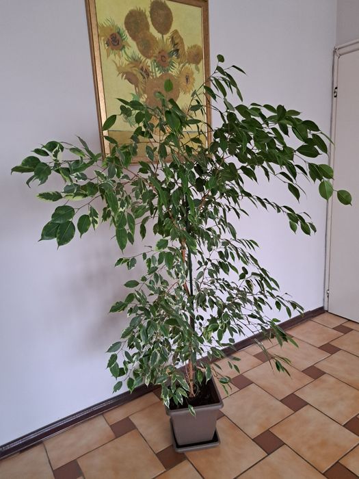 Стайни растение бенджамин Височина 160 см