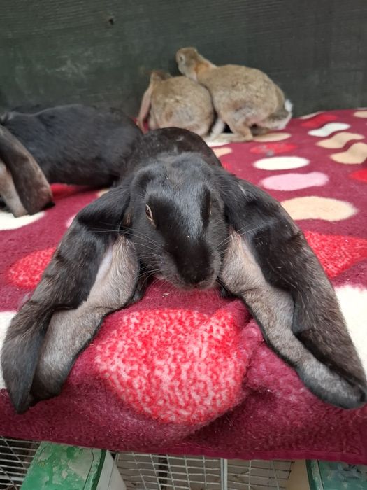 De vinzare iepuri berbei englezi virsta 4 lunio rasa foarte rară