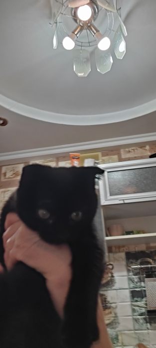 Продам котенка скотиш фолд