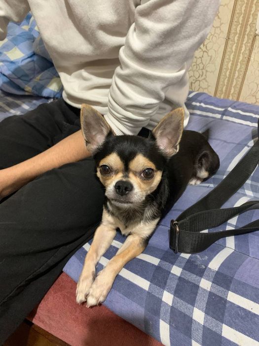 Chixuaxua kuchukchalar sotiladi (toza zot)