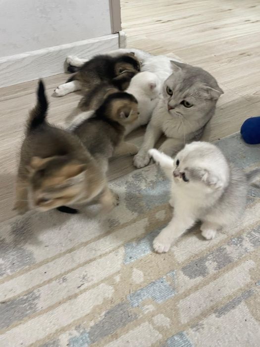 Продается Шотланкие Шиншиллы