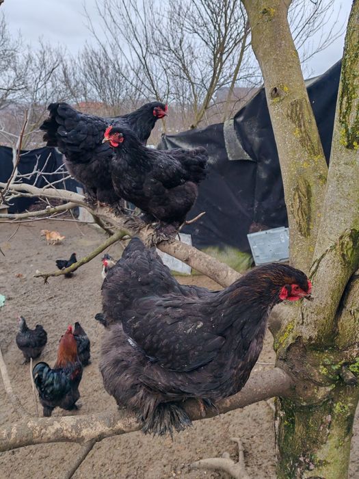 Vând ouă pentru incubat de la găini brahma