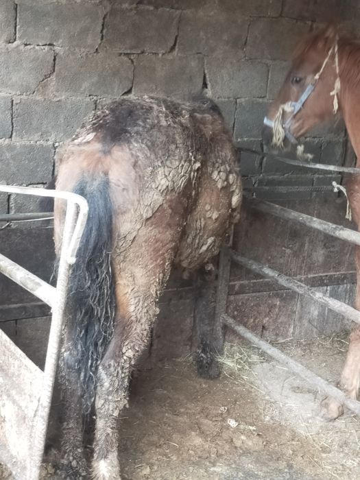 Продам жабагы 11месяц