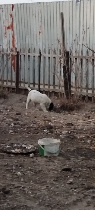 Қарабас немересі