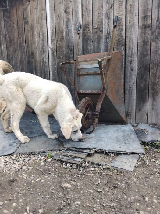 Mascul Asia centrală de 6 luni.