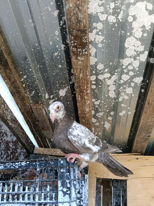 Porumbei voiajori si stil vechi Petru Detali Sunati la nr afisat 0712269484