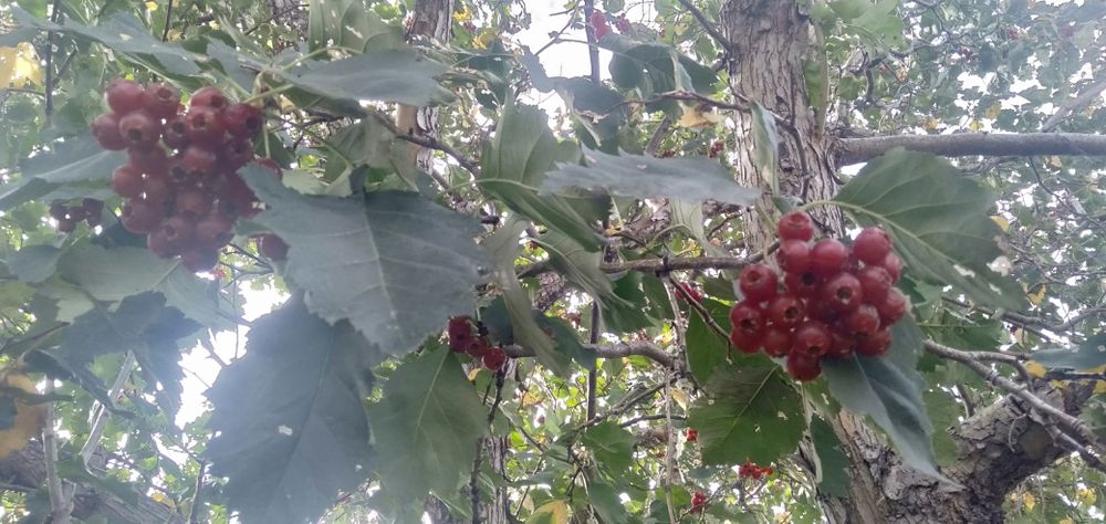 Продам саженцы боярышника