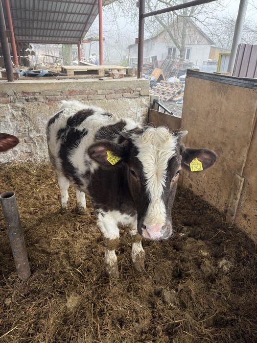 Vand vitei media 240-250 kg