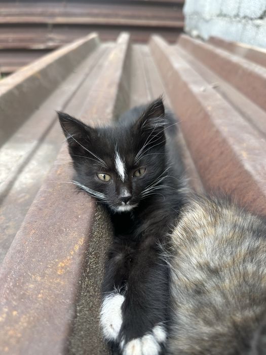 Отдам котят в хорошие руки