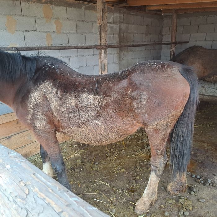 буаз бие жылқы кобыла