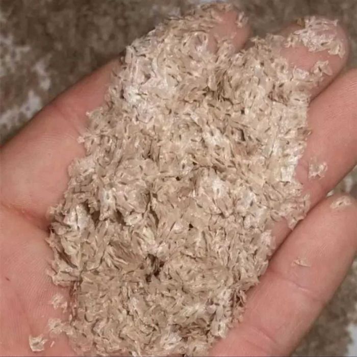 Павлония уруғ сотилади, pavloniya urug, paulownia seeds