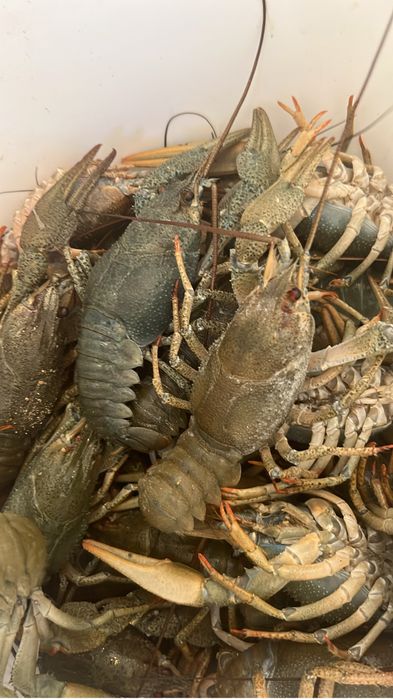 Раки 30+ грам в продаже