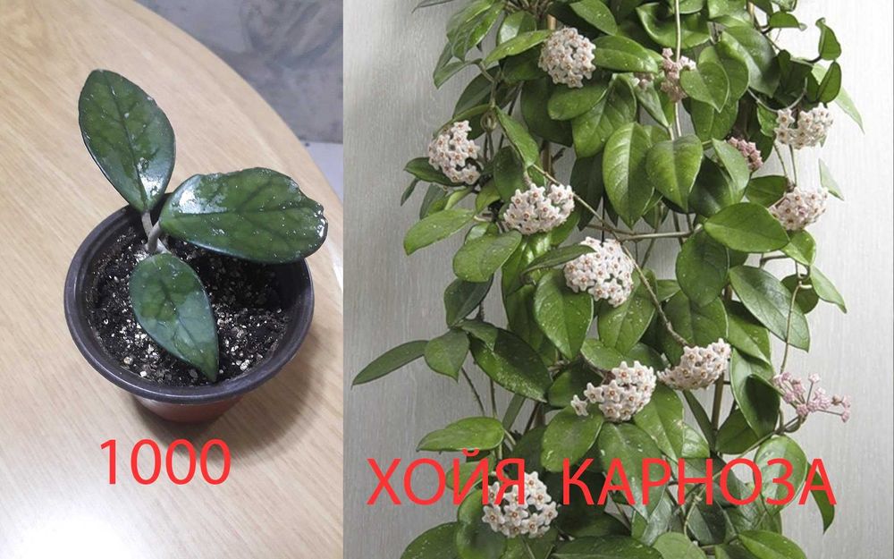 Комнатные  цветы