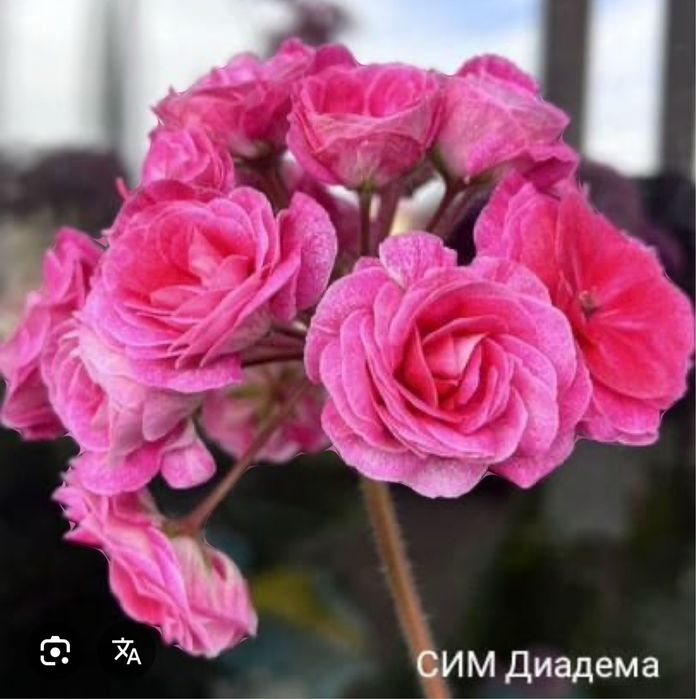 Пеларгония. Герань от 2000