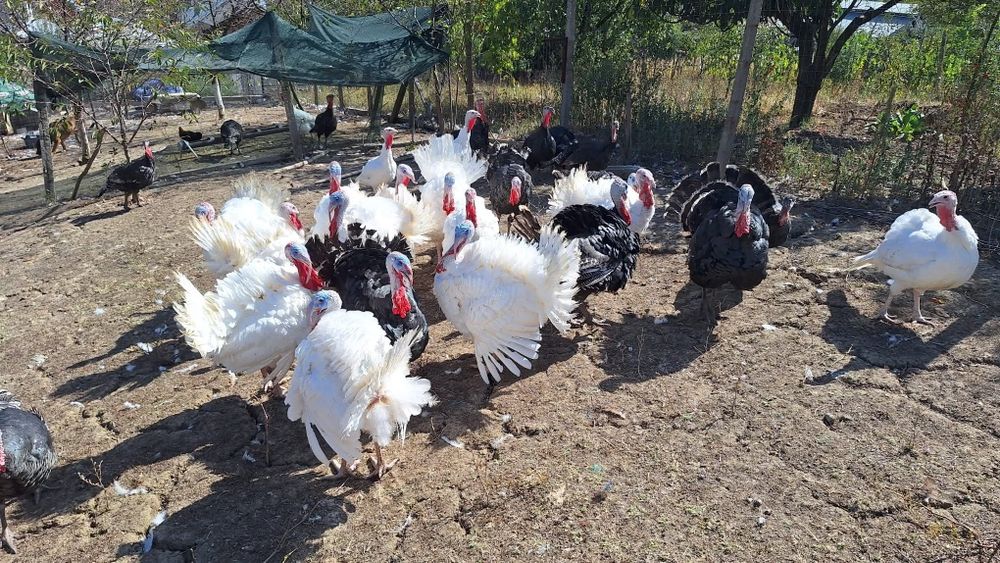 Curcani de casă crescuți cu cereale