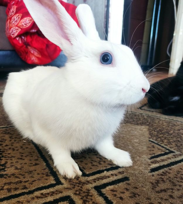 Вязка декоративного кролика