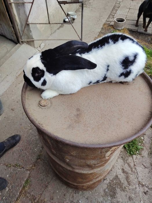 Два големи заека