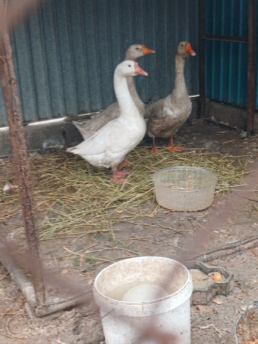 Ущ каз сатылады биреуи кораз