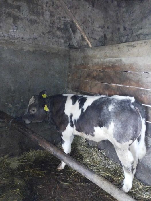 De vânzare Vaca Bāltatā cu vitel Belgian