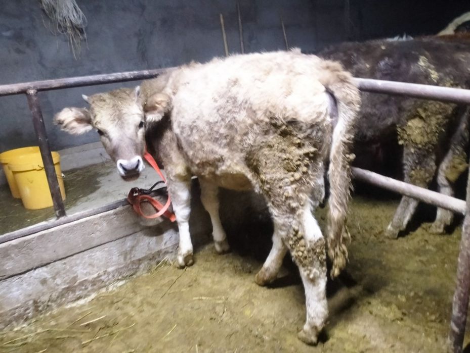 Урқашы тайынша сатылады