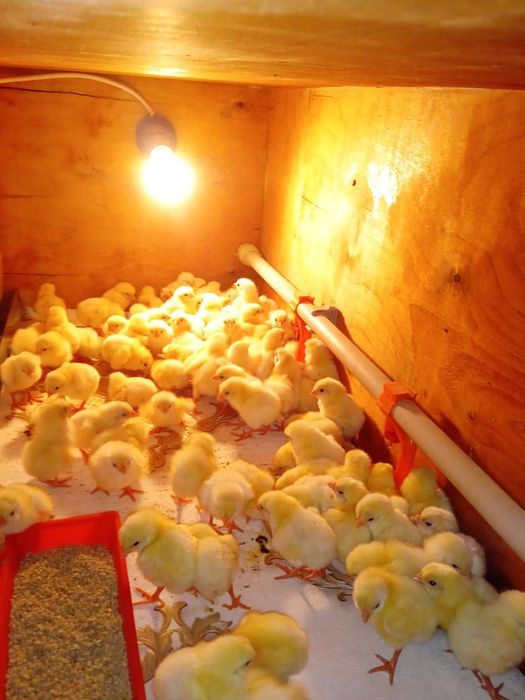 Бройлер суточный