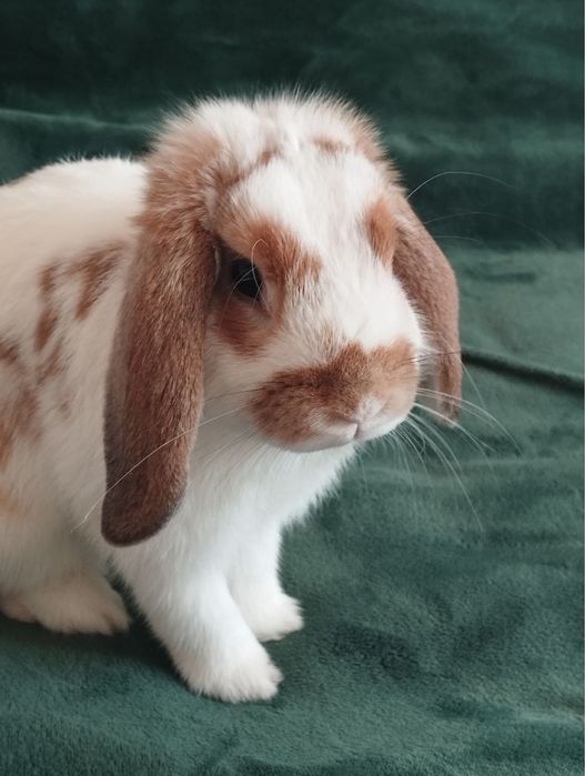 Quyon sotiladi qarshi shahar