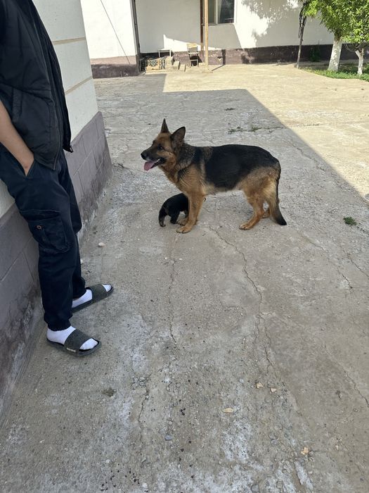 Күшік Неміс овчаркасы  сатылады