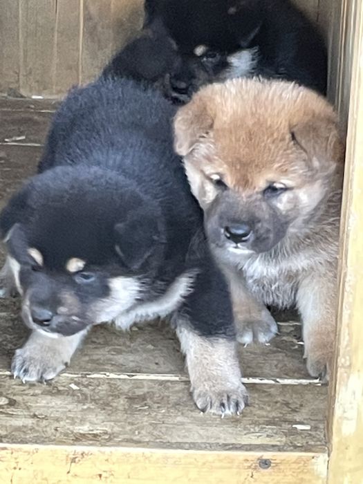 Японская сиба щенки